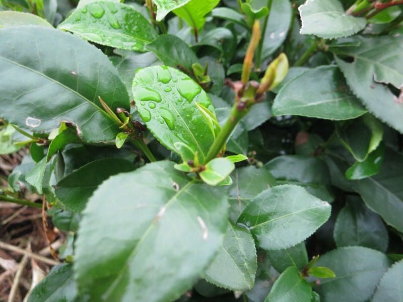 Thai Nguyen tea region Vietnam Footprint Travel tea tour from Hanoi