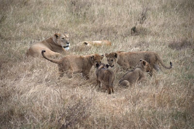 Angata Ngorongoro Camp Ang'ata Camps tented safari camps Ngorongoro Crater