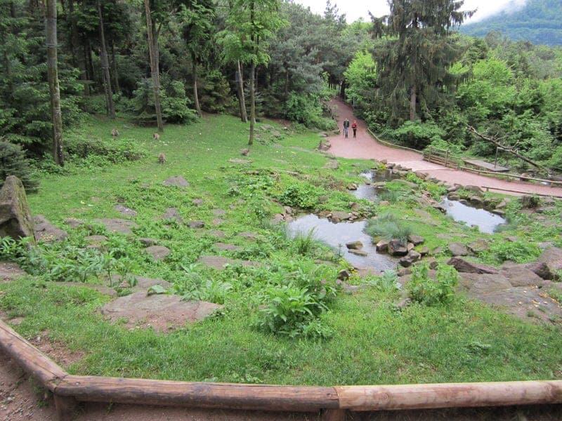 Visiting La Montagne Des Singes Monkey Park In The Alsace France