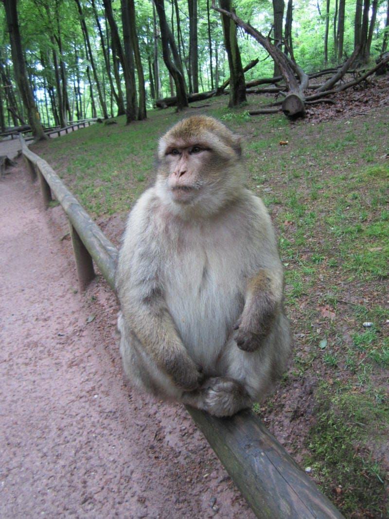 Visiting La Montagne Des Singes Monkey Park In The Alsace France