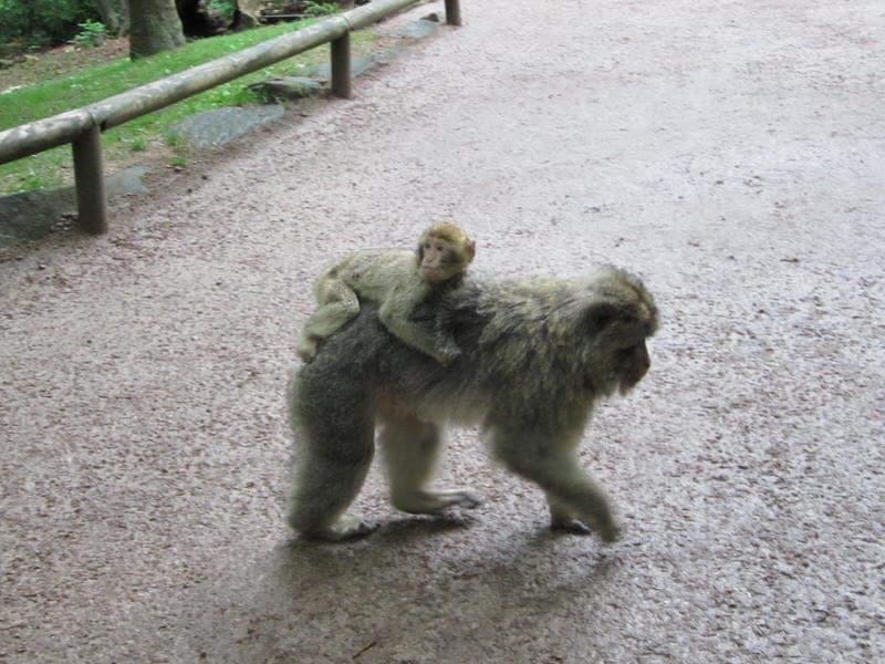 Visiting La Montagne Des Singes Monkey Park In The Alsace France