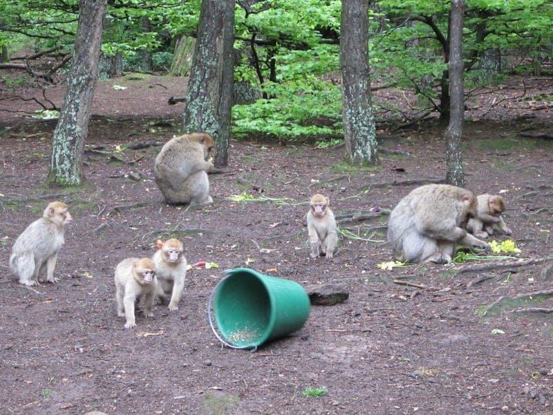 Visiting La Montagne Des Singes Monkey Park In The Alsace France