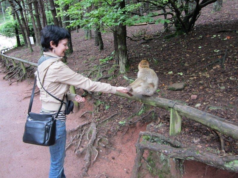 Visiting La Montagne Des Singes Monkey Park In The Alsace France