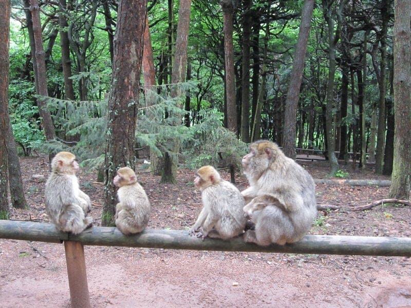 Visiting La Montagne Des Singes Monkey Park In The Alsace France