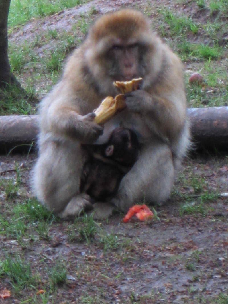 Visiting La Montagne Des Singes Monkey Park In The Alsace France