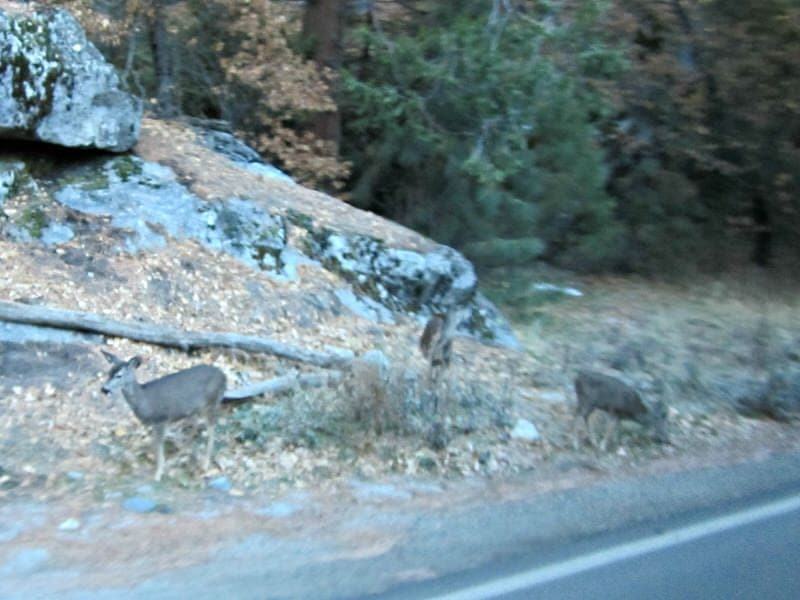Yosemite National Park visiting planning a day in Yosemite