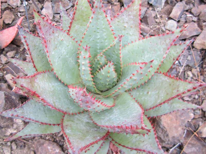 The Ruth Bancroft garden