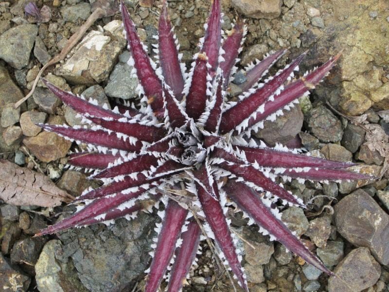 The Ruth Bancroft Garden Walnut Creek California dykia Brittlestar plant