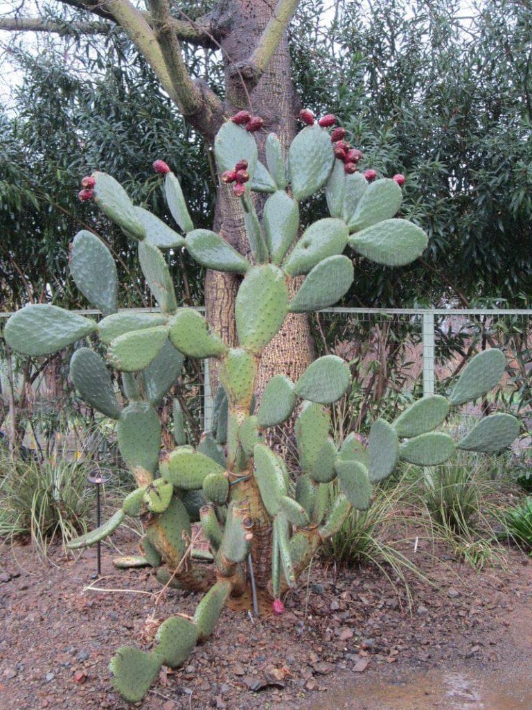 The Ruth Bancroft Garden Walnut Creek California