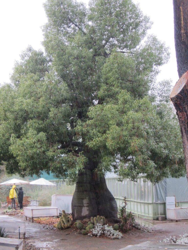 The Ruth Bancroft Garden Walnut Creek California