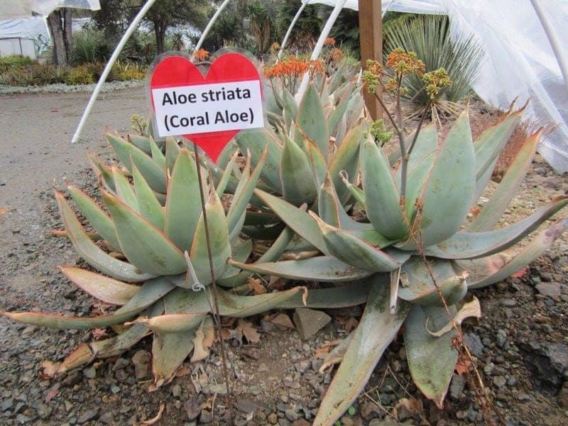 The Ruth Bancroft Garden Walnut Creek California aloe striata coral aloe