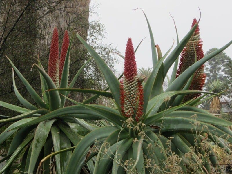 The Ruth Bancroft Garden Walnut Creek California