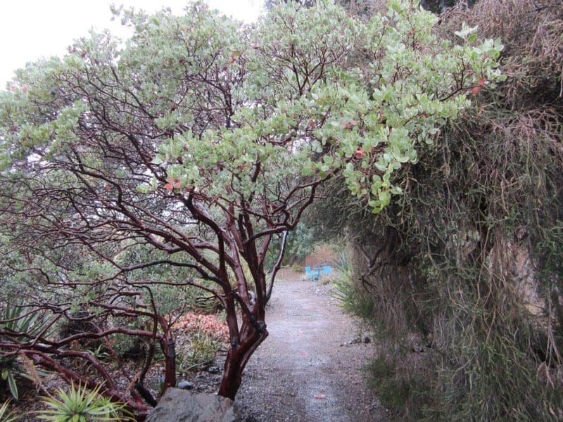 The Ruth Bancroft Garden Walnut Creek California