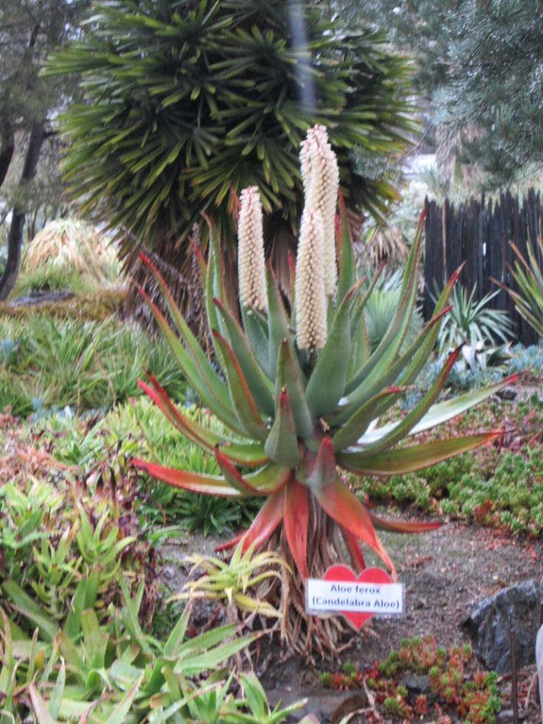 The Ruth Bancroft Garden Walnut Creek California aloe ferox