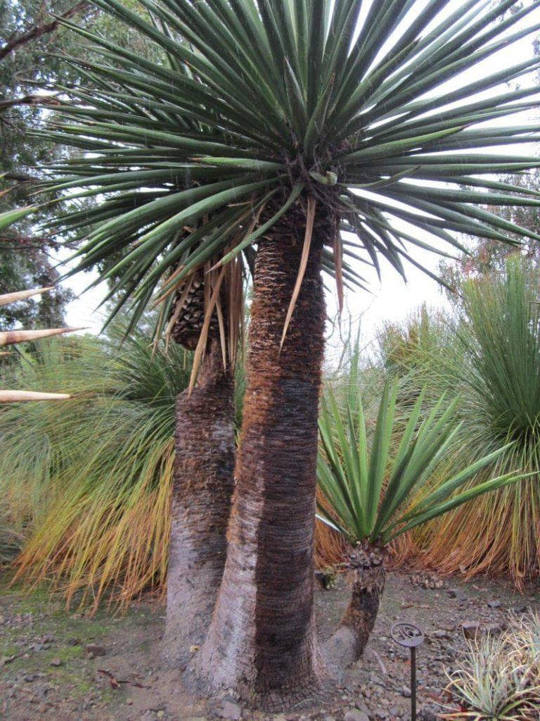 The Ruth Bancroft Garden Walnut Creek California