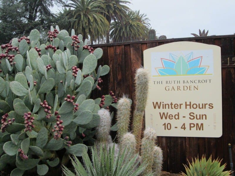 The Ruth Bancroft Garden Walnut Creek California