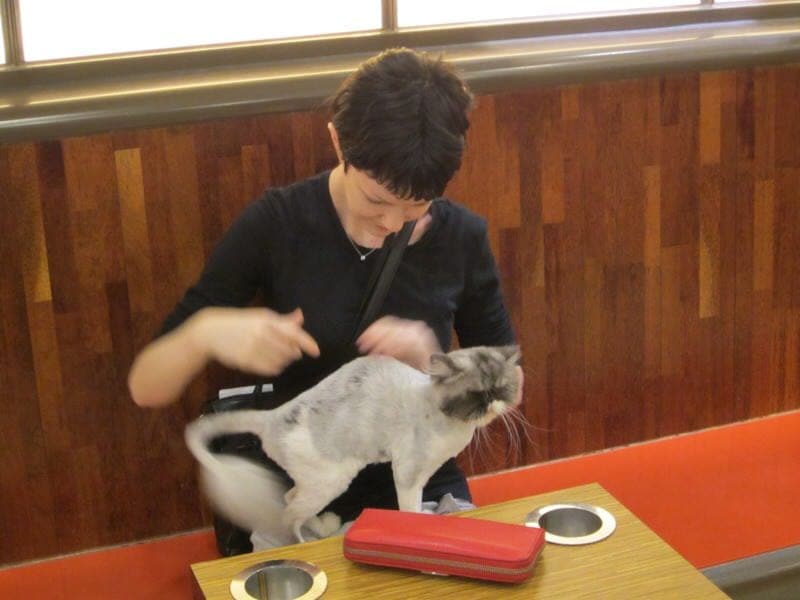 cat cafe in Seoul cat café in Korea