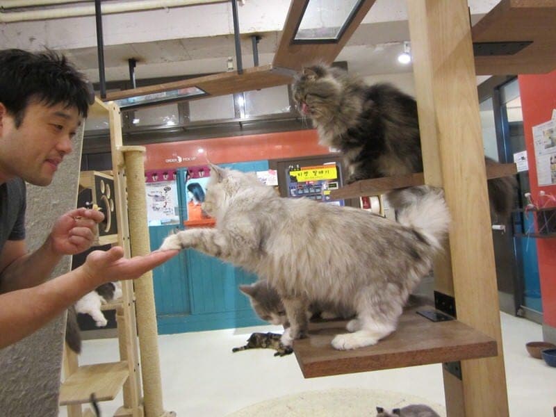 Visiting Tom's Cat Cafe in Seoul