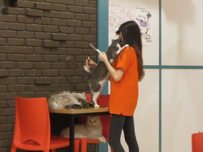 cat cafe in Seoul cat café in Korea