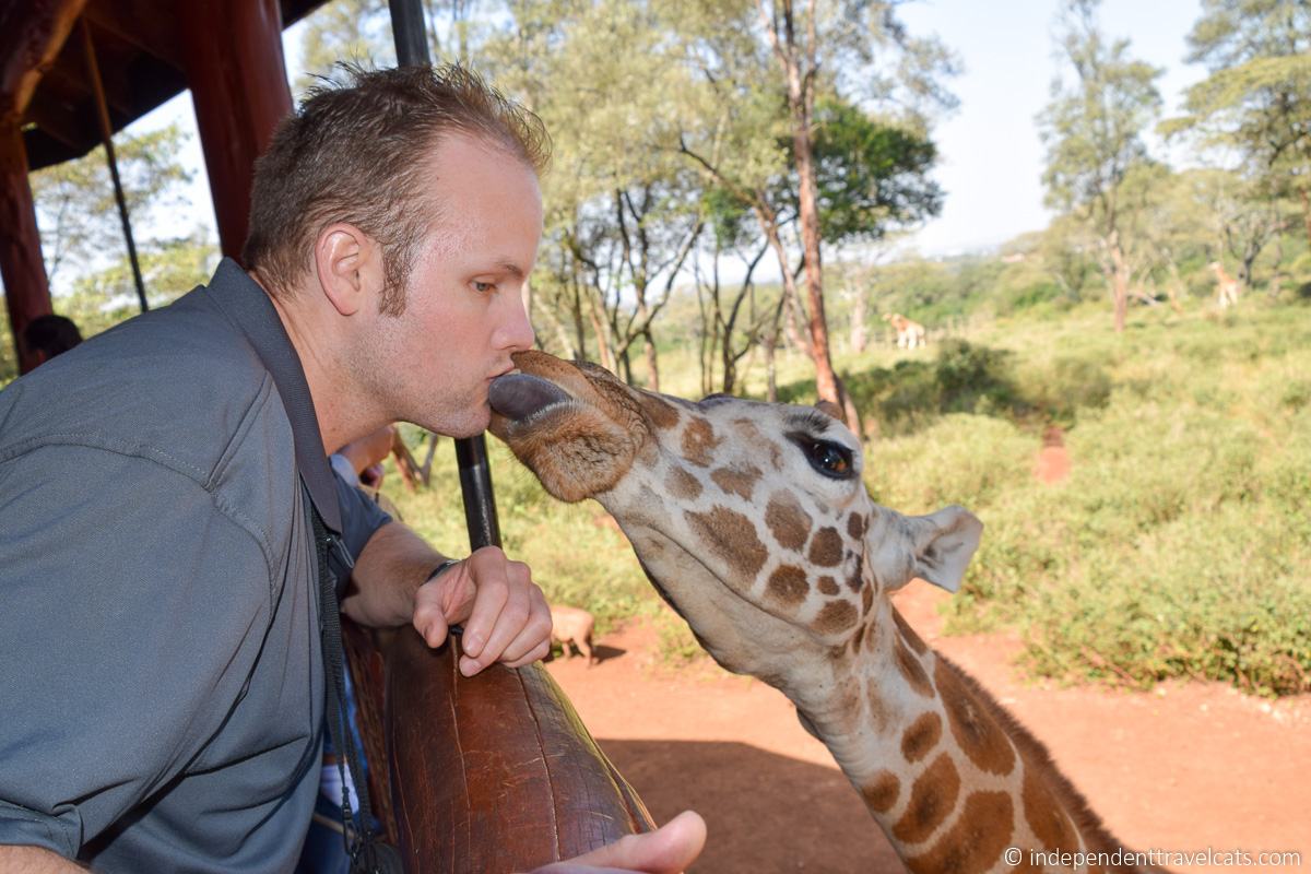 Giraffe Centre Giraffe Centre Nairobi souvenirs one day in Nairobi itinerary Kenya
