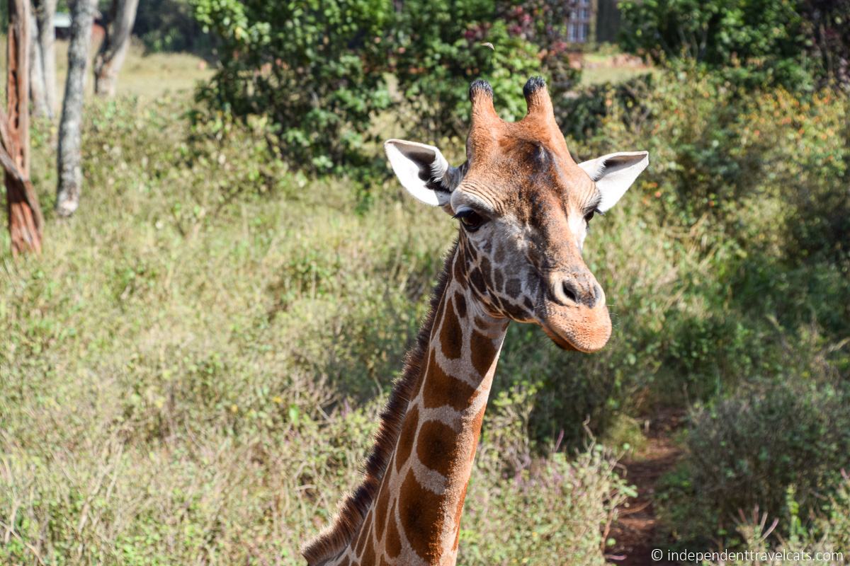 Giraffe Centre Giraffe Centre Nairobi souvenirs one day in Nairobi itinerary Kenya