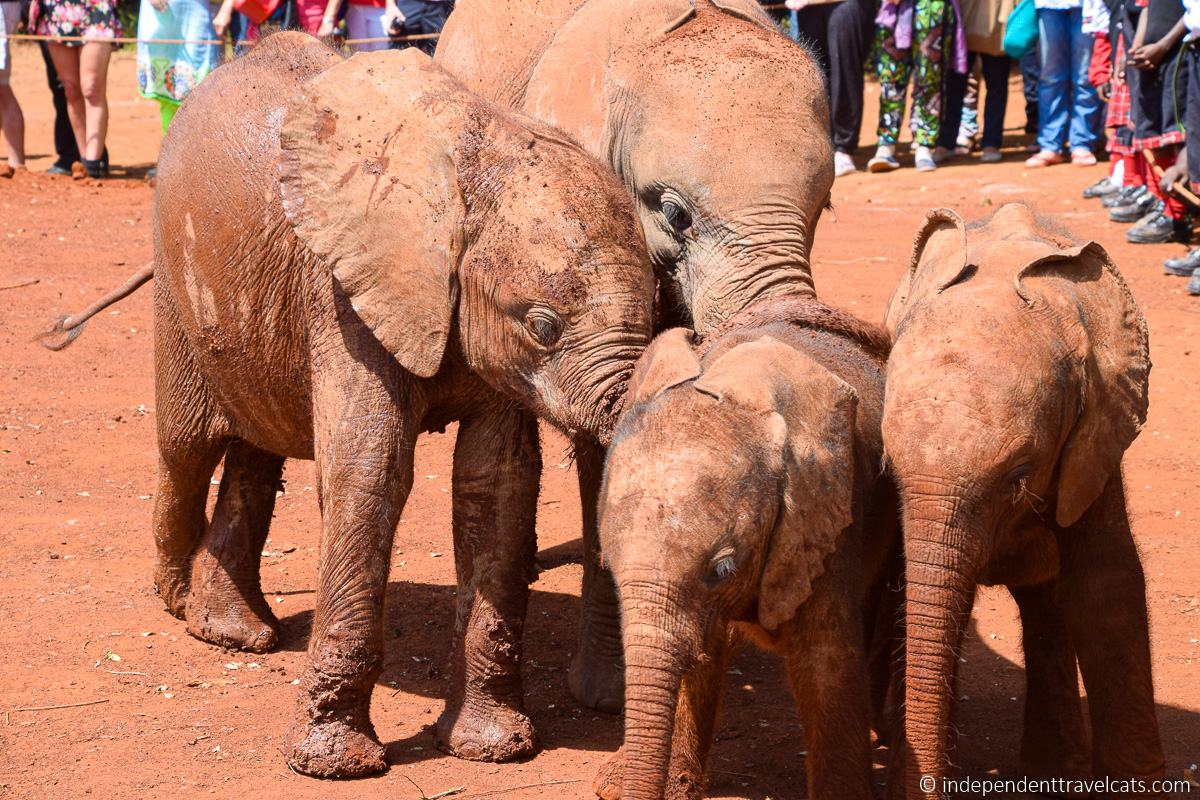 baby elephants David Sheldrick Wildlife Trust Elephant Orphanage 24 hours in Nairobi itinerary 