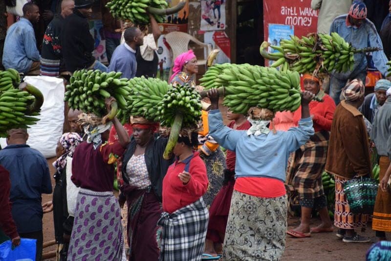 rongai route nalemuru mount kilimanjaro mt kilimanjaro detailed report amani afrika