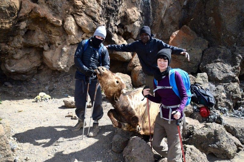 rongai route nalemuru mount kilimanjaro mt kilimanjaro detailed report amani afrika
