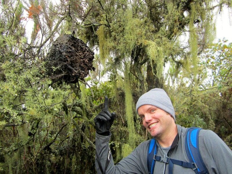 rongai route nalemuru mount kilimanjaro mt kilimanjaro detailed report amani afrika