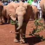 baby elephant Sheldrick Wildlife Trust Elephant Orphanage 1 day in Nairobi itinerary Kenya