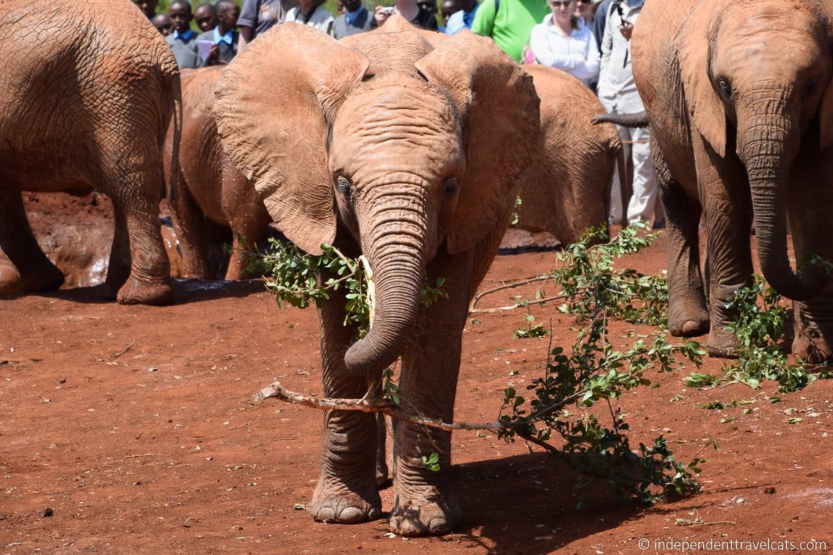 baby elephant Sheldrick Wildlife Trust Elephant Orphanage 1 day in Nairobi itinerary Kenya