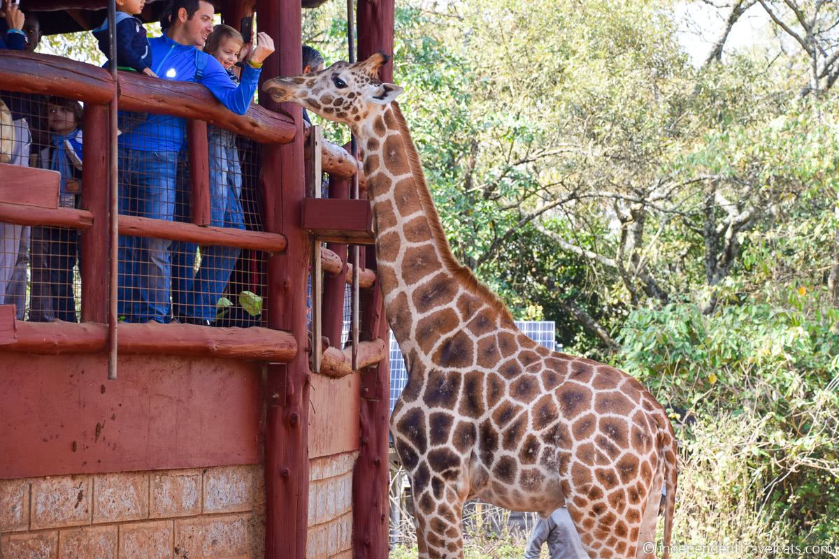 Giraffe Centre family feeding giraffes 1 day Nairobi Kenya itinerary