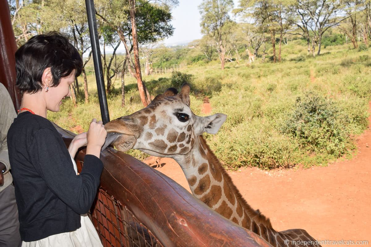 feeding giraffe Giraffe Centre Giraffe Centre Nairobi souvenirs one day in Nairobi itinerary Kenya