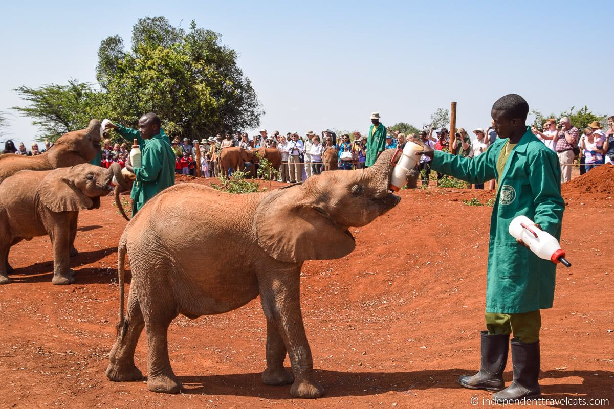 baby elephant Sheldrick Wildlife Trust Elephant Orphanage 1 day in Nairobi itinerary Kenya