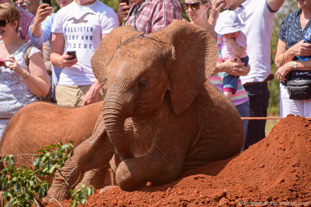 baby elephant Sheldrick Wildlife Trust Elephant Orphanage 1 day in Nairobi itinerary Kenya