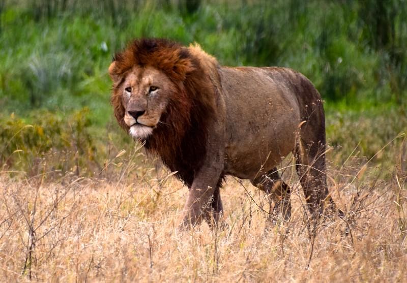 Top 10 Things to do in the Serengeti National Park in Tanzania