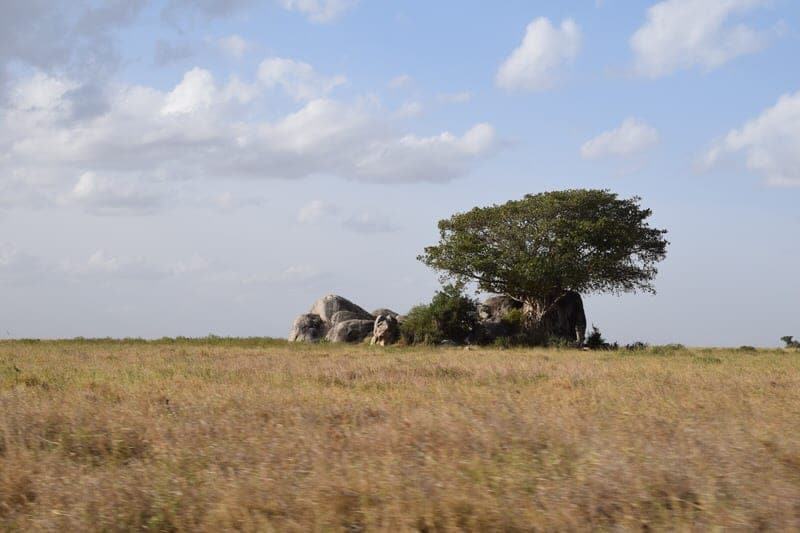 top things to do in Serengeti Tanzania best guide to Serengeti National Park