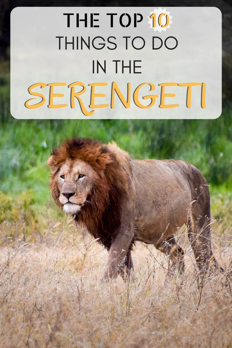 A guide to the top things to do in Serengeti National Park in Tanzania. As one of the "Seven Natural Wonders of Africa" and the site of some excellent wildlife viewing and safari opportunities, it is a must-see for most travelers to Tanzania. In addition to traditional daytime game drives, walking safaris, night drives, hot air balloon rides, Massai village visits, and an educational stop at the Oldupai Gorge can also enhance a visit to the Serengeti.