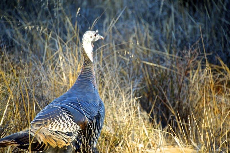 wild turkey Montaña de Oro State Park Los Osos California Montana