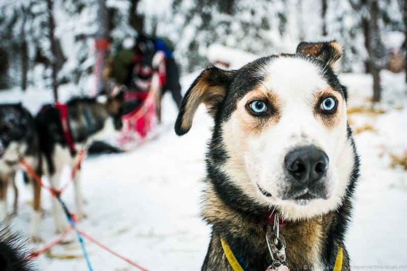 husky ready to run finland lapland - Laurence Norah findingtheuniverse