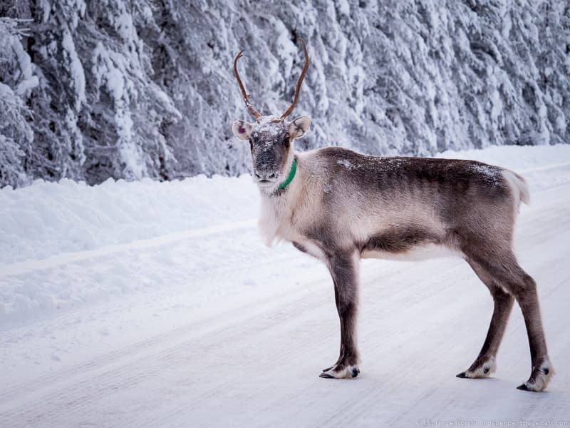 reindeer traveling to Finland in winter