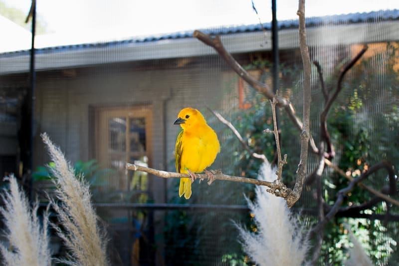 Taveta golden weaver bird Safari West