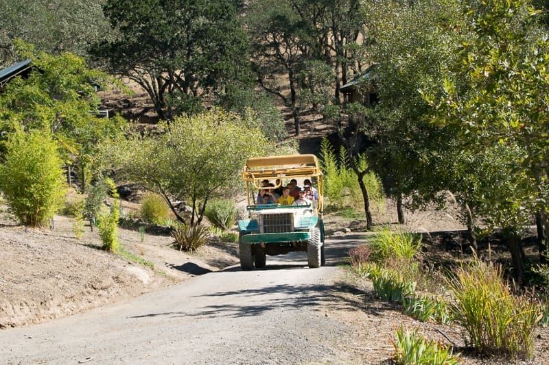 safari jeep at Safari West California 