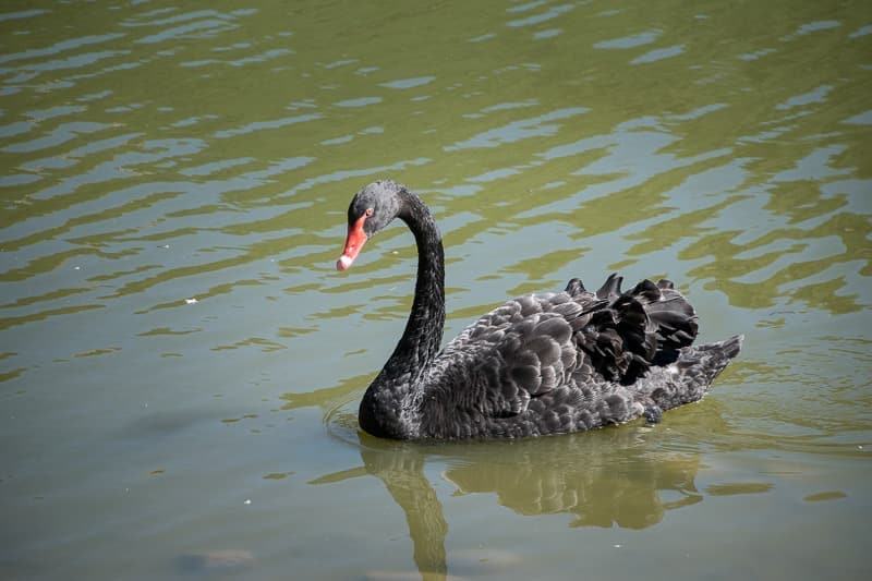 black swan in lake at Safari West