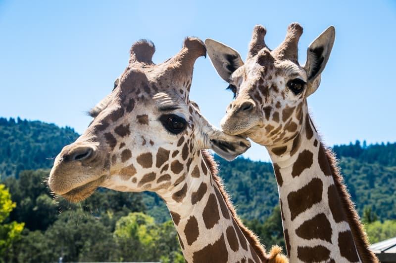 giraffes at Safari West Santa Rosa CA