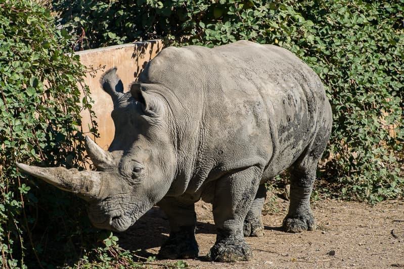 southern white rhino at Safari West