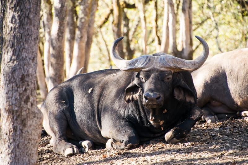 cape buffalo at Safari West