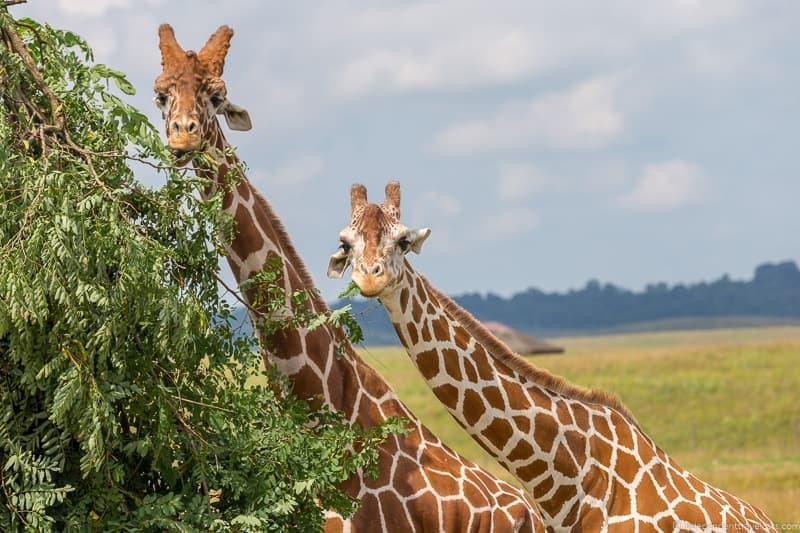 giraffes the Wilds Ohio animal safari park