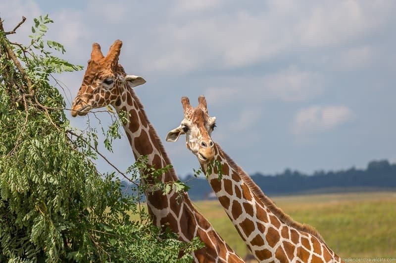 giraffes the Wilds Ohio animal safari park