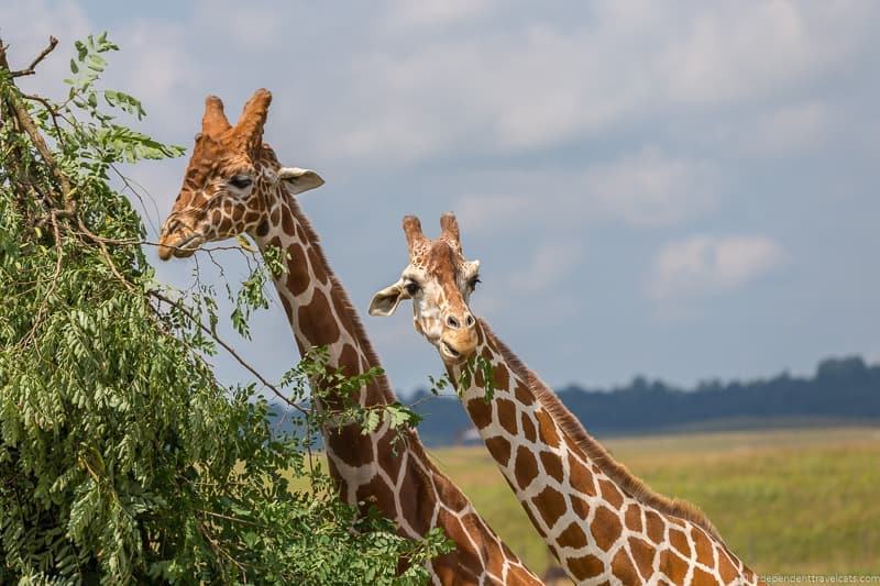 safari in ohio